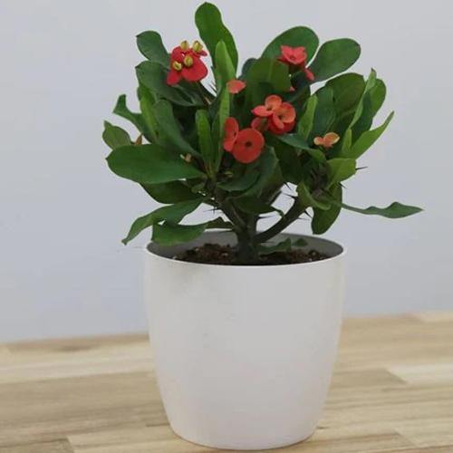 Euphorbia Milii, Crown Of Thorns – image 5
