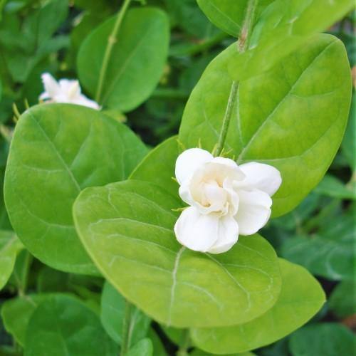 Jasminum sambac, The Arabian Jasmine, Mogra, Motia – image 4