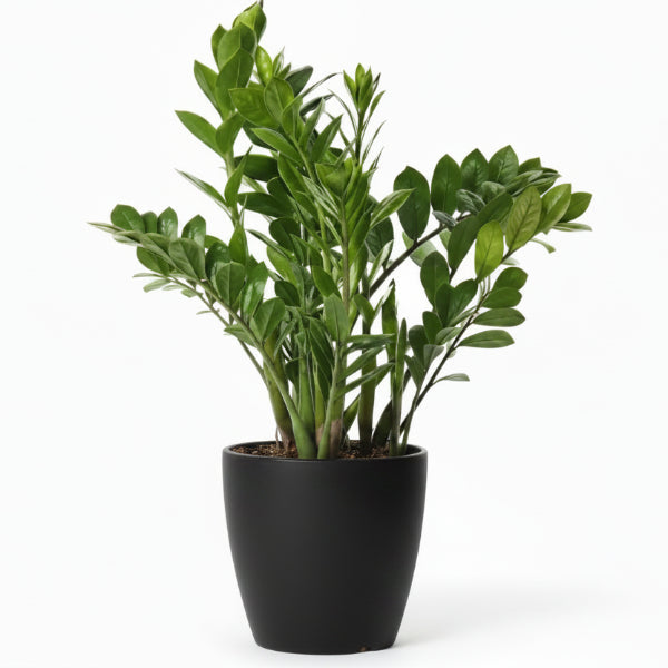ZZ Plant - Zamioculcas Zamiifolia, Zanzibar Gem – Green Plants