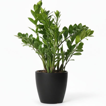 ZZ Plant - Zamioculcas Zamiifolia, Zanzibar Gem – Green Plants