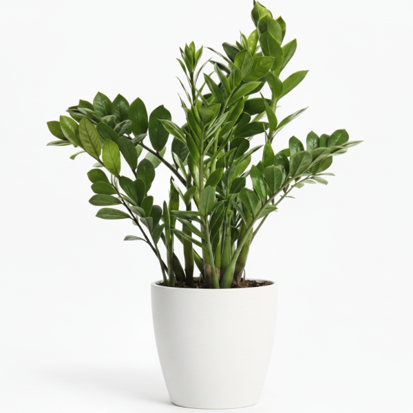 ZZ Plant - Zamioculcas Zamiifolia, Zanzibar Gem – Green Plants