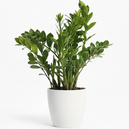 ZZ Plant - Zamioculcas Zamiifolia, Zanzibar Gem – Green Plants