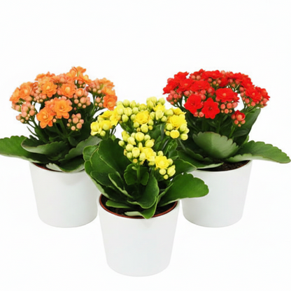 Kalanchoe blossifeldiana, Flaming Katy, Christmas , outdoor – image 7