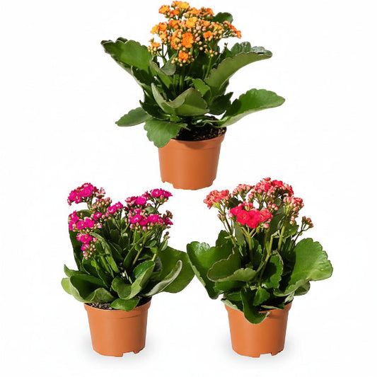 Kalanchoe blossifeldiana, Flaming Katy, Christmas , outdoor – image 2