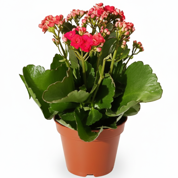 Kalanchoe blossifeldiana, Flaming Katy, Christmas , outdoor – image 5