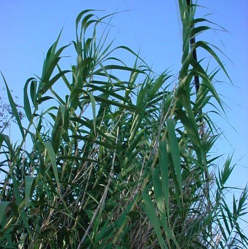 Arundo Donax, Giant Reed – image 2
