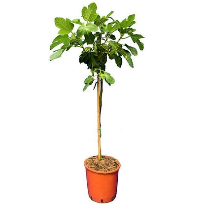 Fig Tree, Ficus Carica – image 6