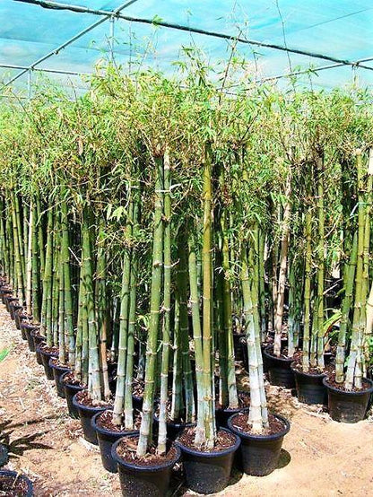 Bambus Green, Tropical Bamboo – image 4