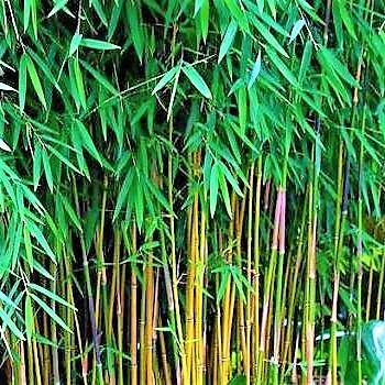Bambus Green, Tropical Bamboo – image 5