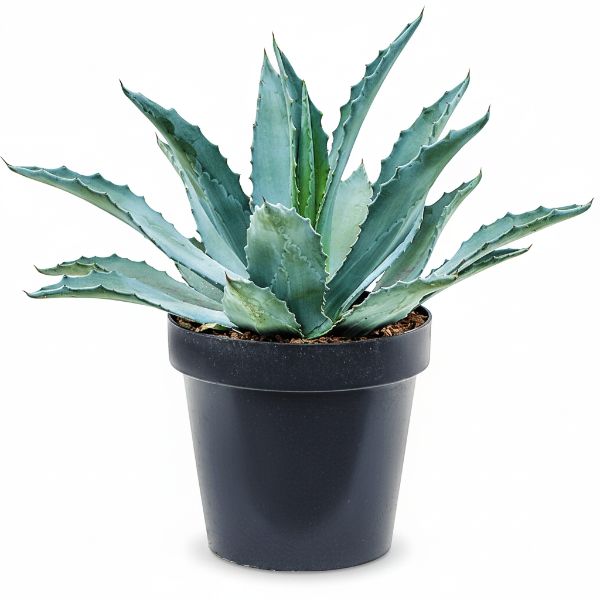 Agave americana , Century Plant – image 1