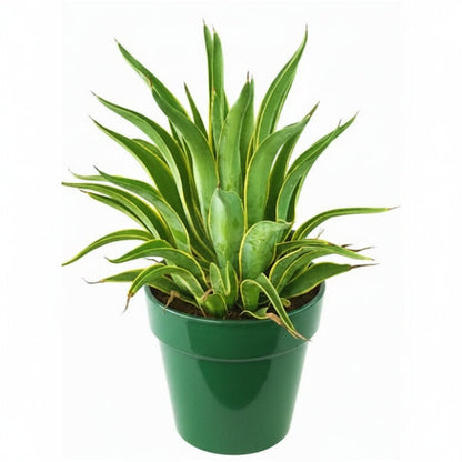 Agave Attenuata, Spineless Century Plant – image 1