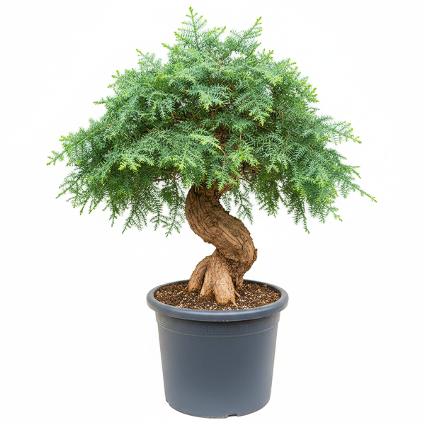 Araucaria Bonsai Decor – image 1