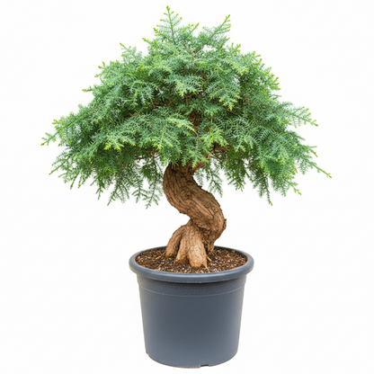 Araucaria Bonsai Decor – image 1