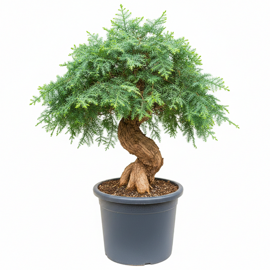 Araucaria Bonsai Decor – image 1