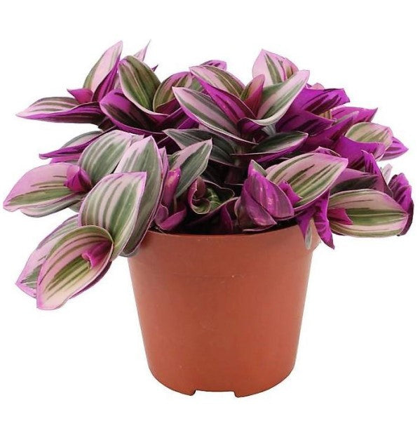 Fantasy Venice, Tradescantia Nanouk – image 1