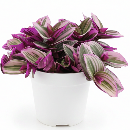 Fantasy Venice, Tradescantia Nanouk – image 3
