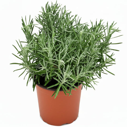 Lavender Herb, Lavandula Dentata – image 2
