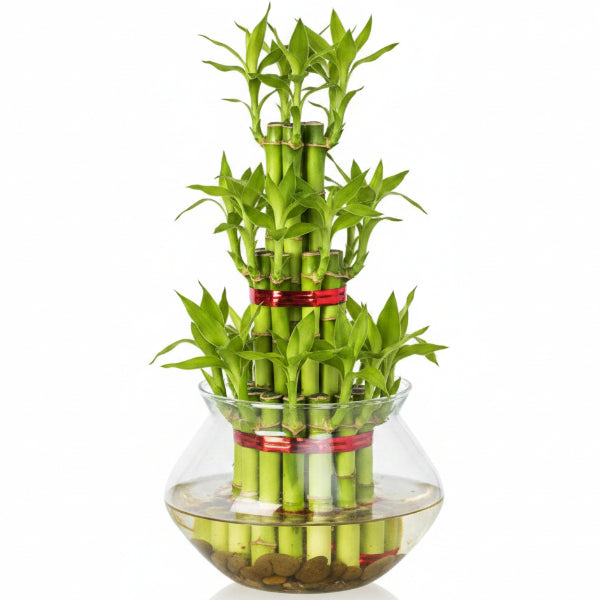 Lucky Bamboo Steps, Dracaena Sanderiana – image 4