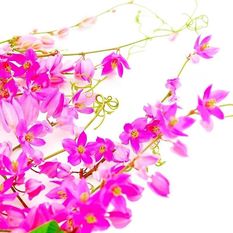 Antigonon Leptopus, Coral vine, Mexican Creeper – image 6