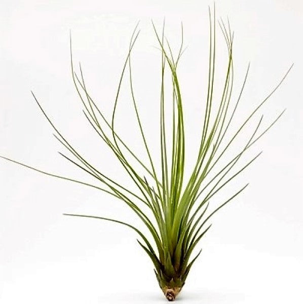 Tillandsia Juncifolia – image 1