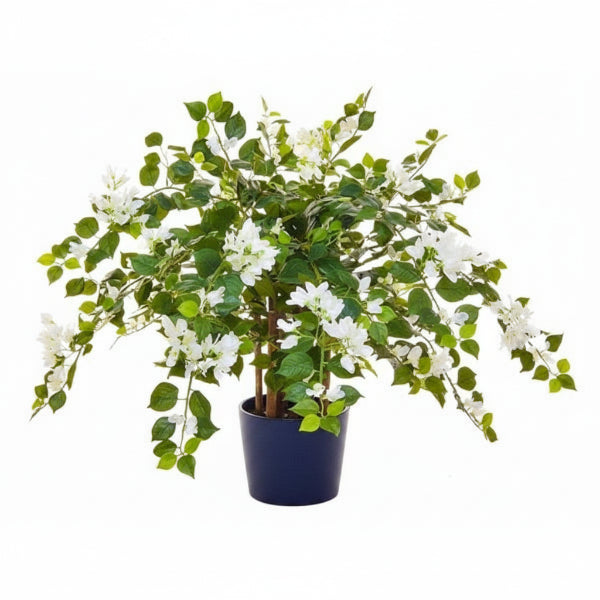 Bougainvillea Glabra White – image 5