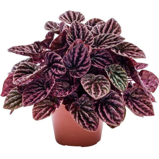 Peperomia Red Luna – image 1