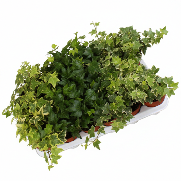 Hedera helix or English Ivy (Mixed Per Plant) – image 5