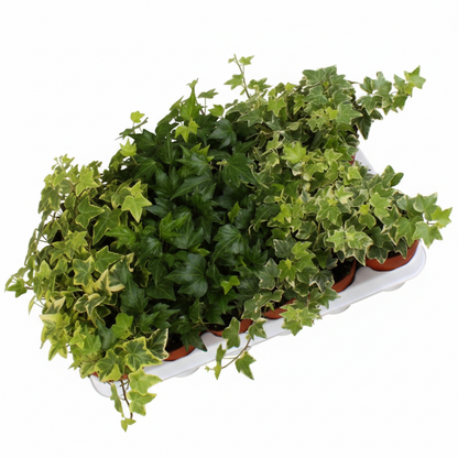 Hedera helix or English Ivy (Mixed Per Plant) – image 5