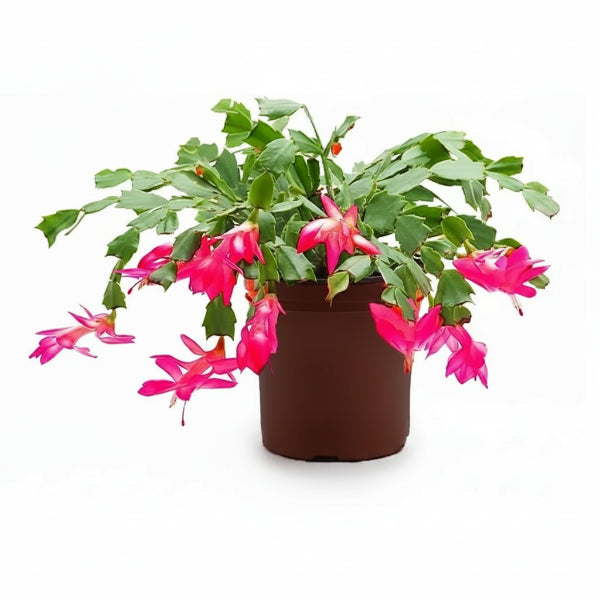 Christmas Cactus, Schlumbergera – image 1