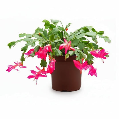 Christmas Cactus, Schlumbergera – image 1