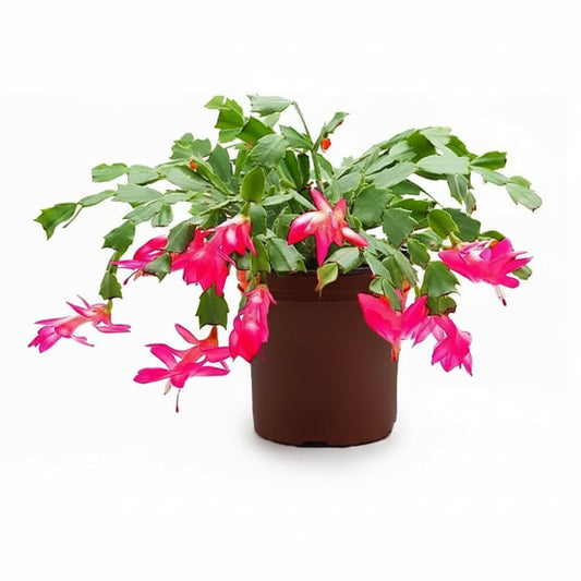 Christmas Cactus, Schlumbergera – image 1