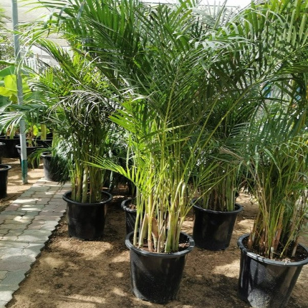 Areca Palm , Chrysalidocarpus lutescens (Outdoor) – image 5