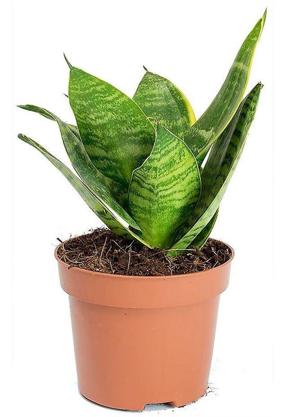 Birds Nest Snake, hahnii, Sansevieria Trifasciata Hahnii – image 4
