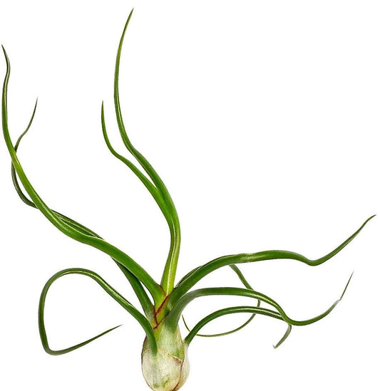 Tillandsia Bulbosa, Air Plant – image 1