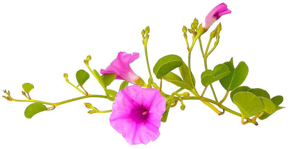 Ipomoea Pes-Caprae, Railroad Vine or Railway Creeper – image 3