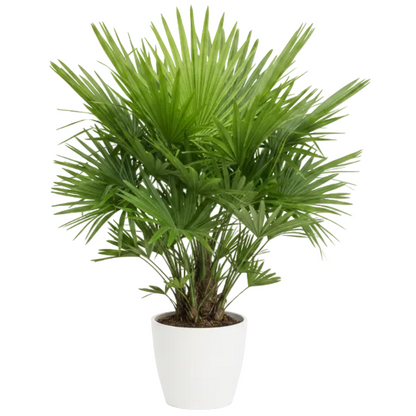 Livistona Palm, Footstool Palm, Table Palm, Fan Palm – image 6