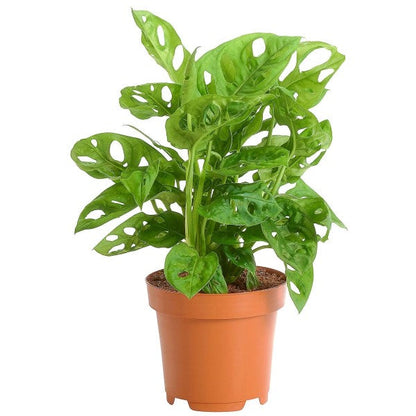 Monstera Adansonii, Swiss Cheese Plant – image 1