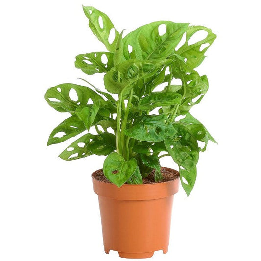 Monstera Adansonii, Swiss Cheese Plant – image 1