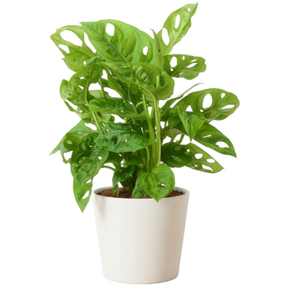 Monstera Adansonii, Swiss Cheese Plant – image 6