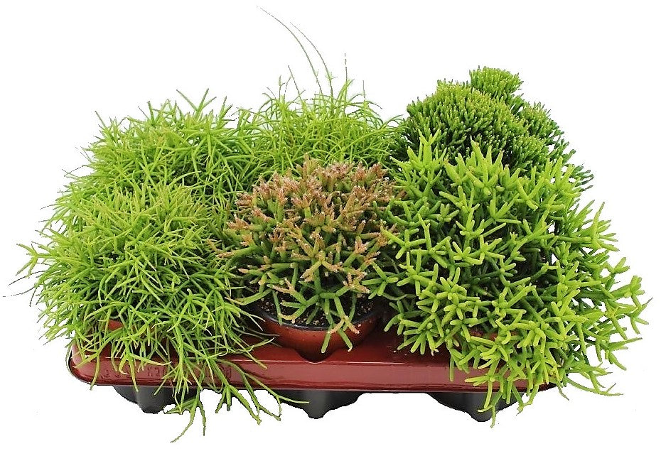 Rhipsalis – image 5