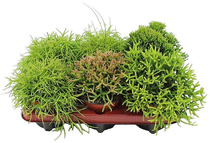 Rhipsalis – image 5