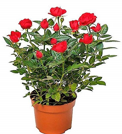 Rose Plant Indoor – image 5