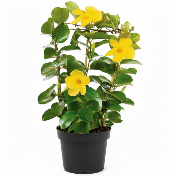 Yellow Bell Climber, Mandevilla Splendens – image 2
