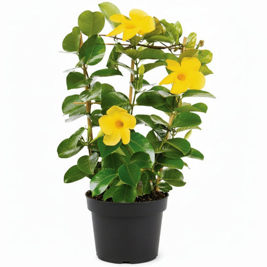 Yellow Bell Climber, Mandevilla Splendens – image 2