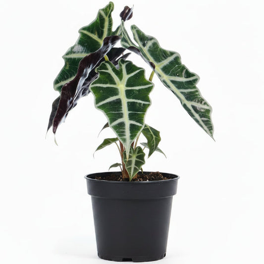 African Mask Plant - Alocasia 'Polly' – Green Plants