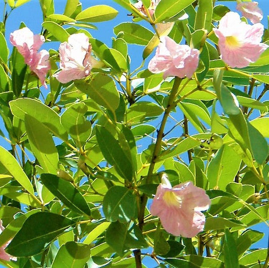 Trumpet Tree, Tabebuia pentaphylla, Tabebuia Rosea – image 1