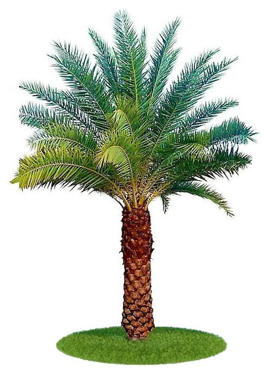 Silver Date Palm, Phoenix Sylvestris, Wild Date Palm – image 1