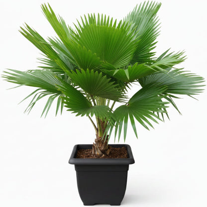Fiji Fan Palm, Pritchardia Pacifica – image 1