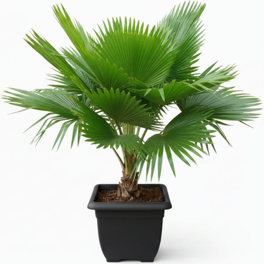 Fiji Fan Palm, Pritchardia Pacifica – image 1