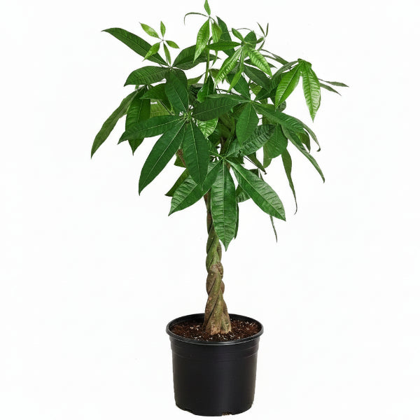 Pachira Aquatica, Money Tree (Twisted Trunk) – image 5